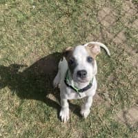 Photo of Annie