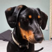 Photo of Echo
