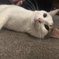 Photo of Smoosh