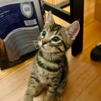 Photo of Pegi (Aka Tent Peg)