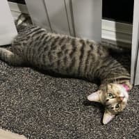 Photo of Kizzie