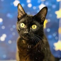 Photo of Mystica   Located In Preston 