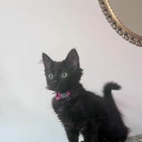 Photo of Lychee