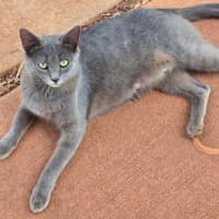 Photo of Misty