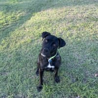 Photo of Lexi *$150 Adoption Fee*