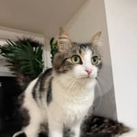 Photo of Duchess