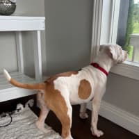 Photo of Charlotte   3 Month Old Staffy X (On Trial)