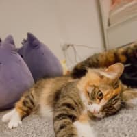 Photo of Heka