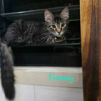 Photo of Timmy