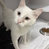 Photo of Albus