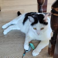 Photo of Buddy