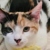 Photo of Phoenix And Helia