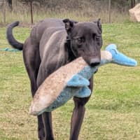 Photo of Earl Grey The Greyhound