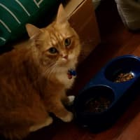 Photo of Louie & Jewie   5 Year Old Domestic Short Hair