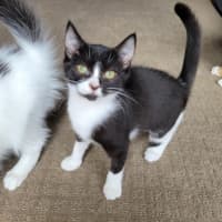 Photo of Boots   Located In Deer Park