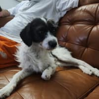 Photo of Oscar