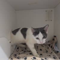 Photo of Banana Boat