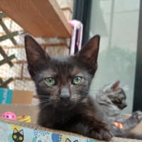Photo of Peanut