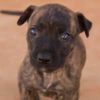 Photo of Tilly (Was Tiffany)