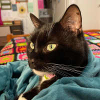 Photo of Daphne
