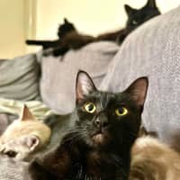 Photo of Fudge