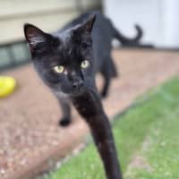 Photo of Benji