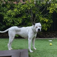 Photo of Nala