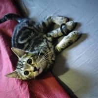 Photo of Atlas