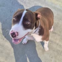 Photo of Cindy (8883)