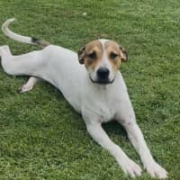 Photo of Gypsy