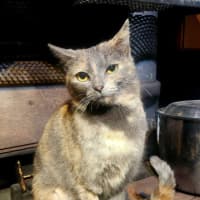 Photo of Minx