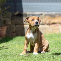 Photo of Biscuit