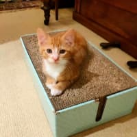 Photo of Nacho
