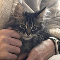 Photo of Spade   In Foster Care In Greensborough