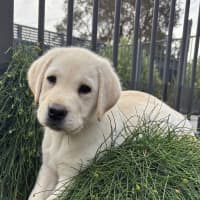 Photo of Alfie   10 Week Old Labrador