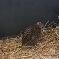 Photo of Blossom, Clover, Meadow & Fern