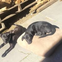 Photo of Pumpkin   12 Week Old Wolfhound X