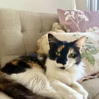 Photo of Opal