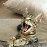 Photo of Peter & Griffin 