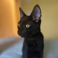 Photo of Gomez