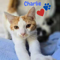 Photo of Charlie