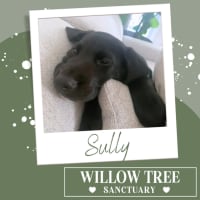 Photo of Sully