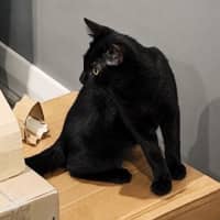 Photo of Hattie