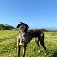 Photo of Clay, The Greyhound