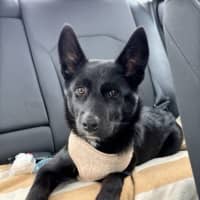 Photo of Oscar   6 Month Old Kelpie X Samoyed (On Trial)