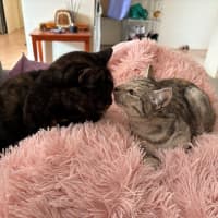 Photo of Arianna Quinnell