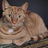 Photo of Pudding