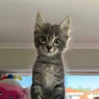 Photo of Winston