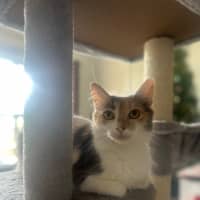 Photo of Willow