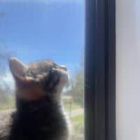 Photo of Pepper